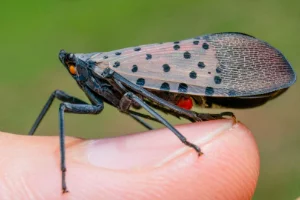 Latnerfly Control by Mosquito Force Pa in West Chester, PA