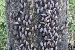 Mosquito Force Pa treating a backyard for lanternflies in West Chester, PA