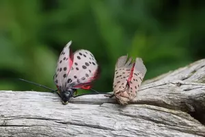 Lanternfly-free backyard in West Chester, PA