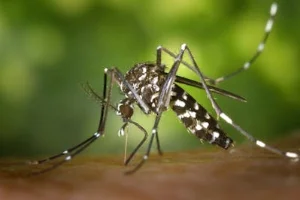 Mosquito Force Pa offering comprehensive mosquito control services in West Chester, PA