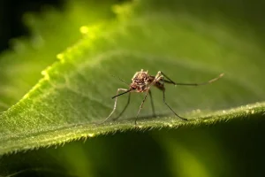 A wide range of control treatment plans is offered by Mosquito Force Pa in West Chester, PA