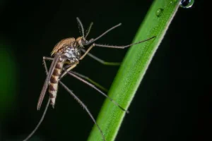 Mosquito-free backyard in West Chester, PA