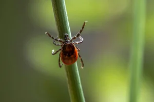 A tick on a blade of grass